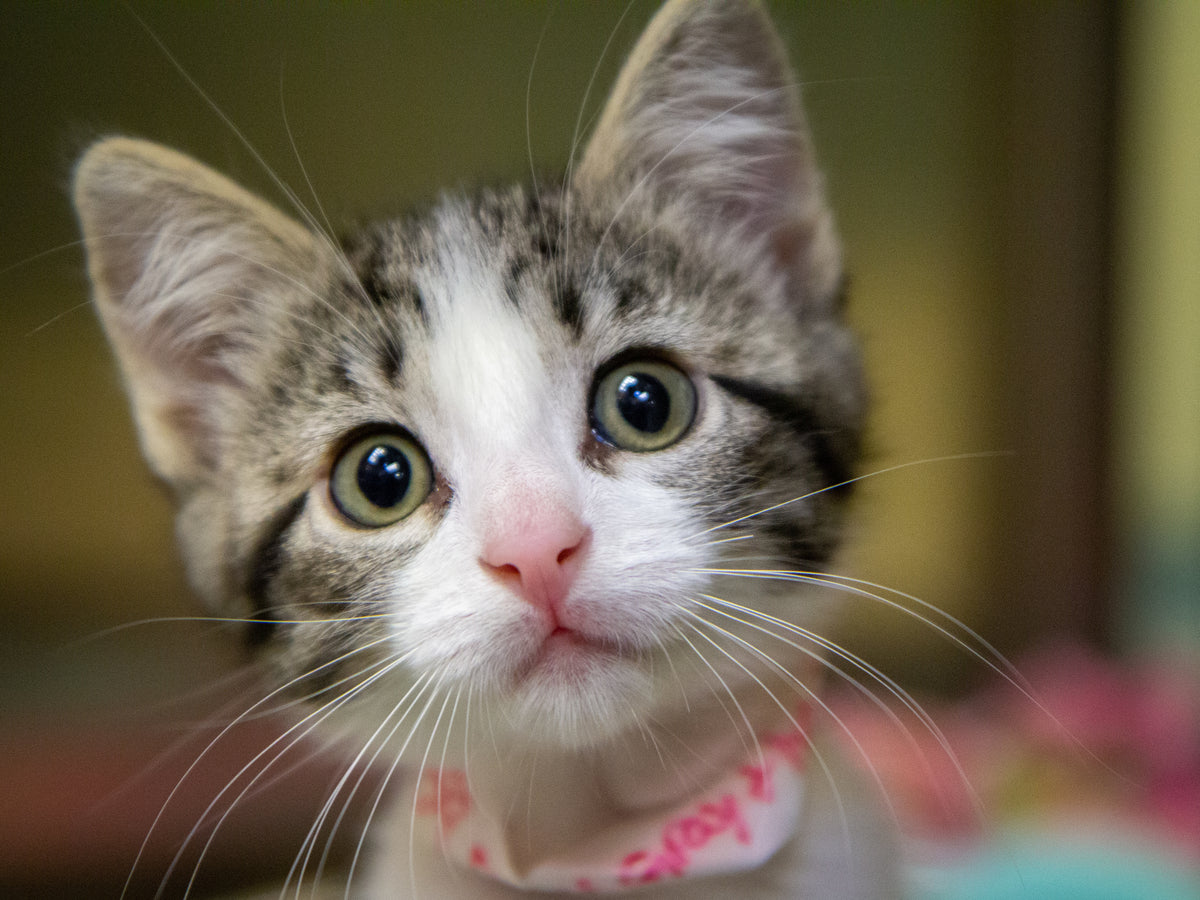 A more thoughtful way to care for your cat